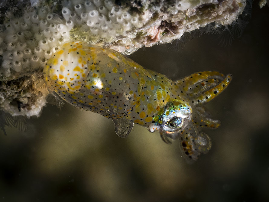 Idiosepius pygmaeus
